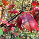 산약초 동의보감 이미지