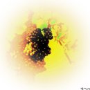 포도나무 이미지