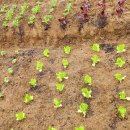 천두농장 이미지