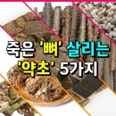 죽은 &#39;뼈&#39; 살리는 약초 5가지 이미지