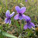 바이올렛 이미지