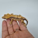 인터렙타일 이미지