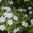 흰분꽃과 복색분꽃 이미지