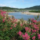 배롱나무길 이미지