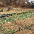 하루네 농장 이미지