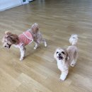 어썸강아지호텔 & 목욕 이미지