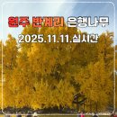 이마트24문막반계리점 | 원주 반계리 은행나무 실시간! 망설이지말고 출발하세요 주차팁과 촬영팁 총정리(2025.11.11)