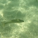 CU 속초장사항점 | 속초 스노쿨링 명소 장사항 물고기 많은 스노클링 스팟, 주차, 샤워장