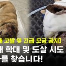 Dog vow 이미지