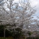 전국 유명 벚꽃 여행지 이미지