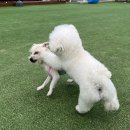 광주 애견카페 &lt;독스아일랜드&gt;