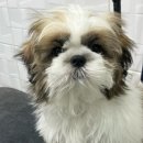 펫마켓 서구점 이미지