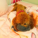 딥마리(deepMary) | 🐩 안양 평촌 반려견 미용 추천 딥마리(Deepmary) 🐾 (애견 미용, 비숑, 푸들, 가위컷, 스포팅, 가격...