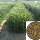 (주)우리농촌살리기공동네트워크 | 맛·식감·모양 모두 잡았다! 2025 국산 밀 제과·제빵 아이디어 공모전 성료