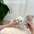 부산강아지분양 퍼피룸 이미지
