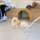 펌킨 펫하우스 서울숲 | 성수 뚝섬 : 애견카페 애견유치원 애견미용 애견호텔 데이케어 가능한 펌킨펫하우스 서울숲