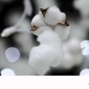 목화 이미지