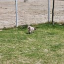 빼로(perro) 이미지