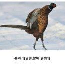 쥬쥬케이크