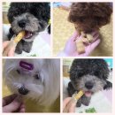 강추👍🏻폭신폭신 피피픽 덴탈브레드 덴탈껌 후기~