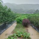 세례농장 이미지