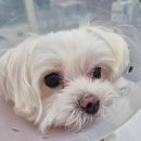 상일 쓰담쓰담 동물병원 이미지