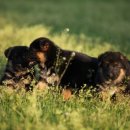 아마존애견사 이미지