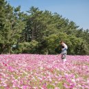 항몽유적지 이미지