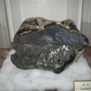 원숭이학교 자연사박물관 이미지