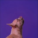 보람애견 이미지