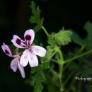 우리꽃식물원 이미지