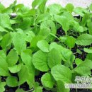 추월농장 이미지