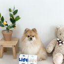 위드펫종합동물병원 | 반려견에게 주는 작은 습관, 라이프펫 강아지 종합영양제 멀티밸런스로 케어하기