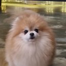 메르시몽프레 포메분양&애견카페 이미지