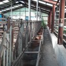 한우축사 이미지