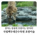 호랑이기운 | 봉화 가볼만한곳 국립백두대간수목원 호랑이숲 내돈내산 방문 후기