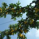 동희농원 이미지