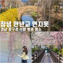 영산 연지 | 창녕 만년교 연지 못 경남 꽃구경 수양벚꽃 명소
