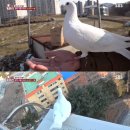 비둘기농장 이미지