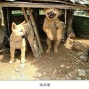 어서오시개 이미지