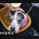 멍냥이 공작소 | {부천, 강아지, 고양이, 애견미용, 추천!) 멍냥이공작소 부천 멍냥이공작소, 맞춤 케어가 강점