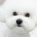 그루밍베베 이미지