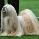 황제라사 이미지