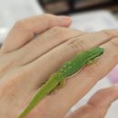 파충류샵 렙타일스테이션 이미지