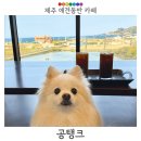 탱크카페 | 제주 금능 공탱크 카페, 강아지랑 가도 될까? 애견동반 솔직후기