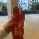 [하와이 오아후 여행] 4. 왕추천하는 하와이 거북이 스노쿨링 (예약, 후기), 돌고래까지 함께