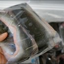 우리집 장어 이미지