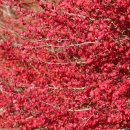 1715 | 노래되지 않는 나무