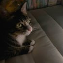 (주)팜스토리 서울사료 경산 | 고양이 사료 추천 닥터헤스퍼 고양이 사료 프리미엄 캣 레시피 2kg 좋은 성분으로 안심하고 먹일 수...