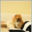 미소애견샵 | 시흥애견샵 남달랐던 홍스퍼피